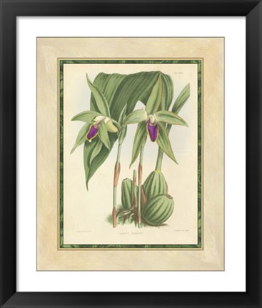 Framed Orchid VI Print