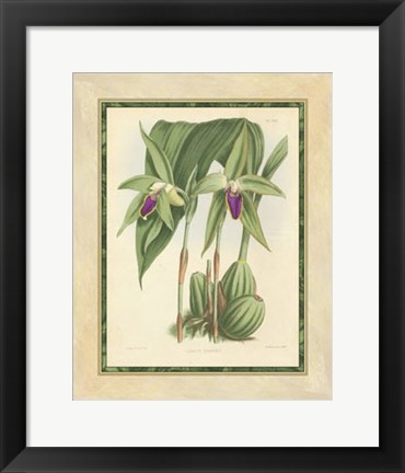 Framed Orchid VI Print
