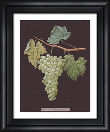 Framed White Grapes Print