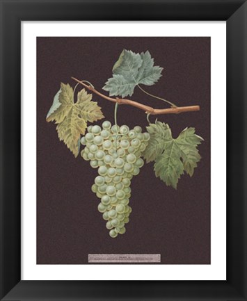 Framed White Grapes Print