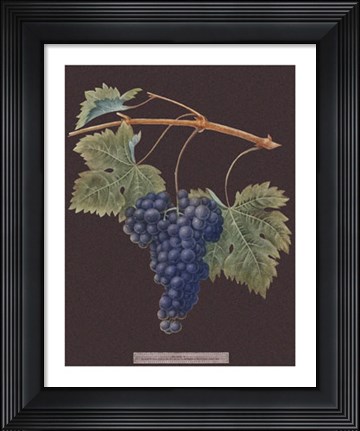 Framed Purple Grapes Print