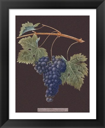 Framed Purple Grapes Print