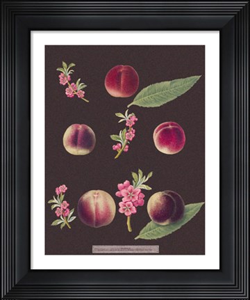 Framed Peaches Print