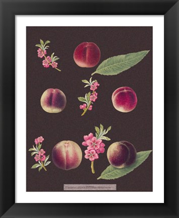 Framed Peaches Print