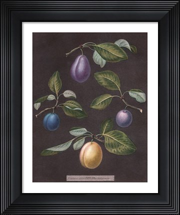 Framed Plums Print