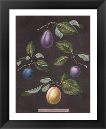 Framed Plums Print