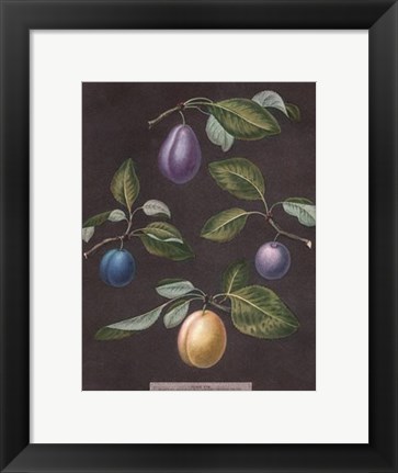 Framed Plums Print