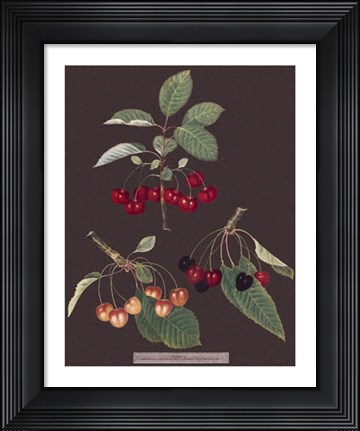 Framed Cherries Print