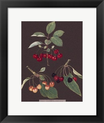 Framed Cherries Print