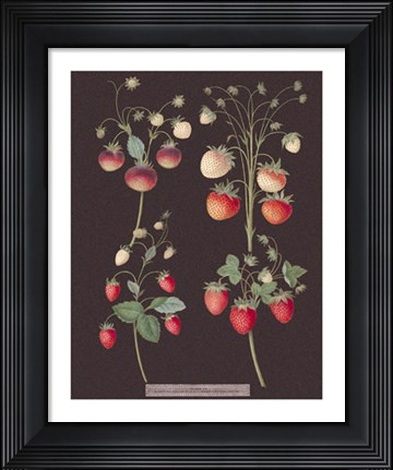Framed Strawberries Print