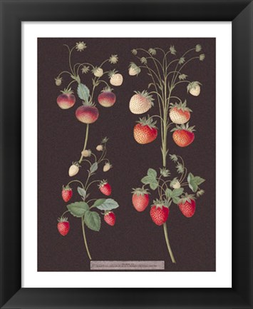 Framed Strawberries Print