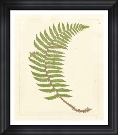 Framed Broad Buckler Fern Print