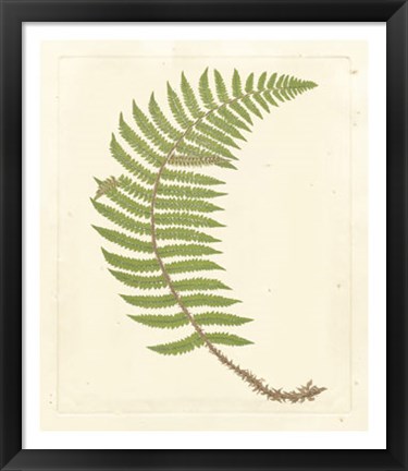 Framed Broad Buckler Fern Print