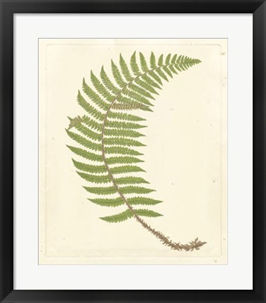 Framed Broad Buckler Fern Print