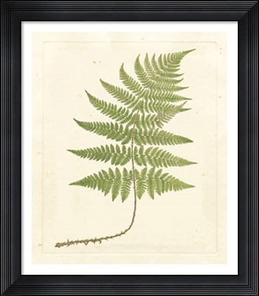 Framed Soft Prickley Shield Fern Print