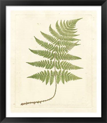 Framed Soft Prickley Shield Fern Print