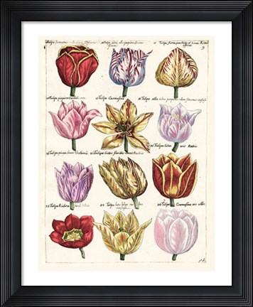 Framed Tulips En Masse I Print