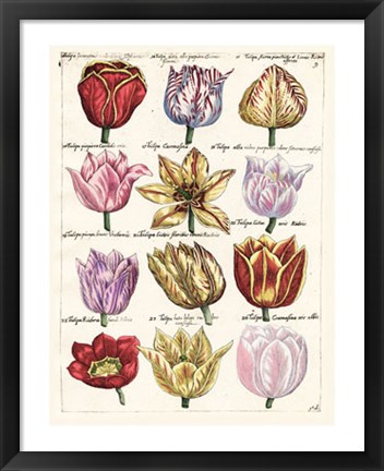 Framed Tulips En Masse I Print