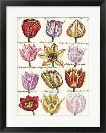 Framed Tulips En Masse I Print