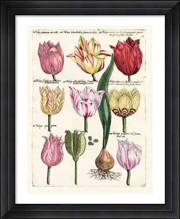 Framed Tulips En Masse II Print