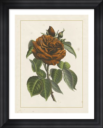 Framed Chinese Red Rose I Print