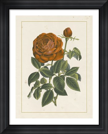 Framed Chinese Red Rose II Print