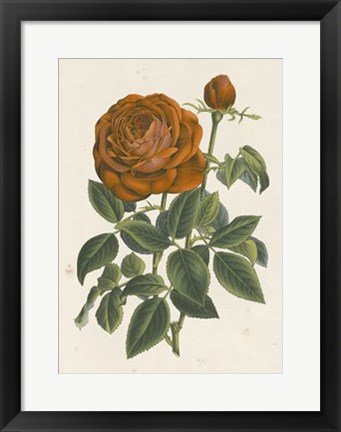 Framed Chinese Red Rose II Print