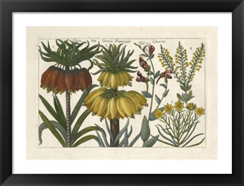 Framed Botanical I Print