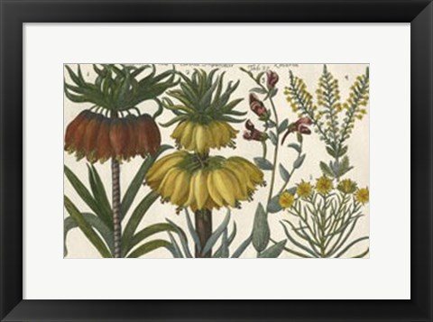 Framed Botanical I Print