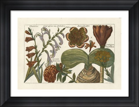 Framed Botanical II Print