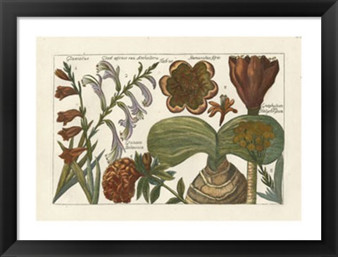 Framed Botanical II Print