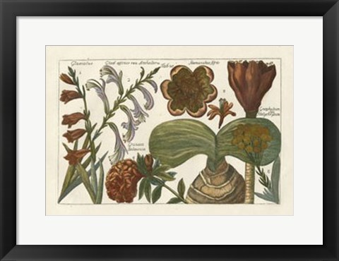 Framed Botanical II Print