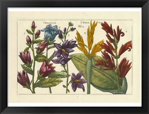 Framed Botanical III Print