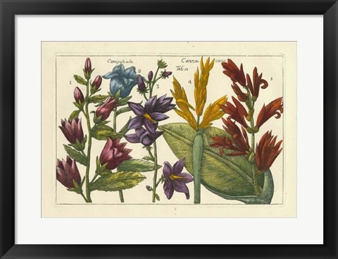 Framed Botanical III Print