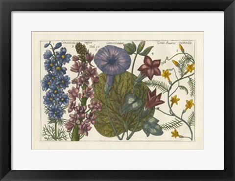 Framed Botanical IV Print