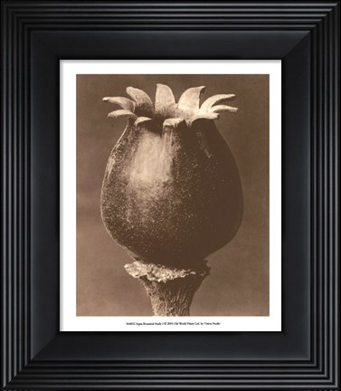 Framed Sepia Botany Study I Print