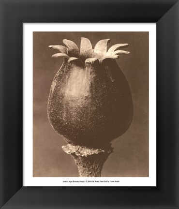 Framed Sepia Botany Study I Print