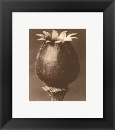 Framed Sepia Botany Study I Print