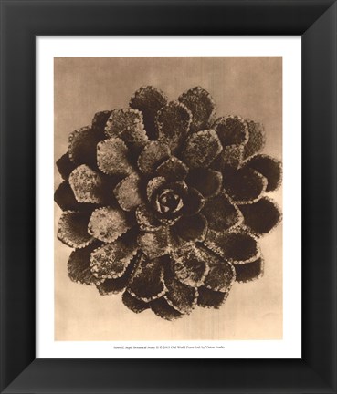 Framed Sepia Botany Study II Print