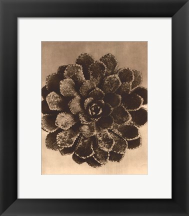 Framed Sepia Botany Study II Print