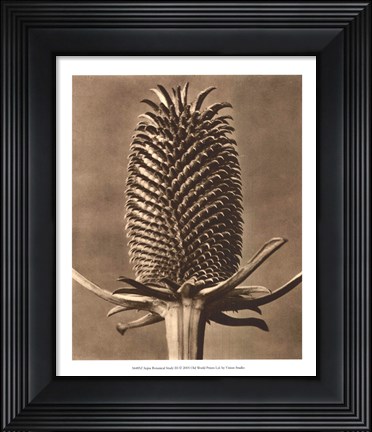 Framed Sepia Botany Study III Print