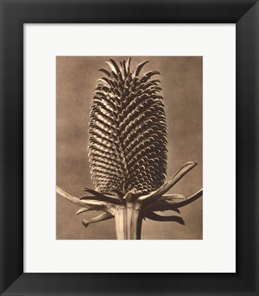 Framed Sepia Botany Study III Print