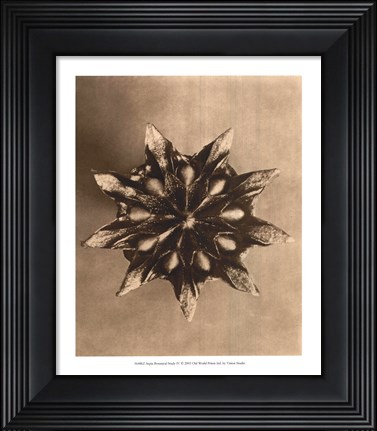Framed Sepia Botany Study IV Print