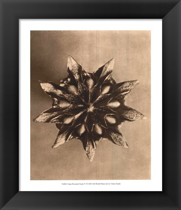 Framed Sepia Botany Study IV Print