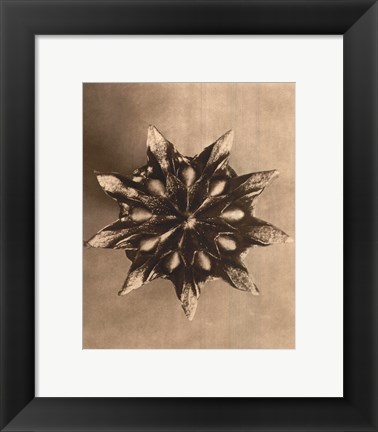 Framed Sepia Botany Study IV Print