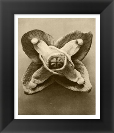 Framed Sepia Botany Study V Print