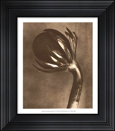 Framed Sepia Botany Study VI Print