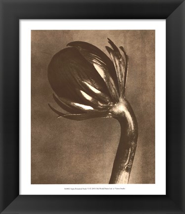 Framed Sepia Botany Study VI Print