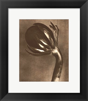 Framed Sepia Botany Study VI Print