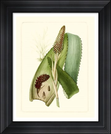 Framed Exotic Flora I Print